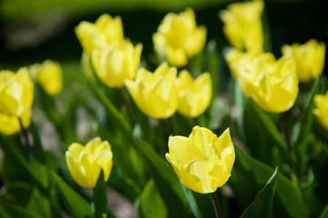 Obraz premium Cultural flower Tulip yellow close-up.
