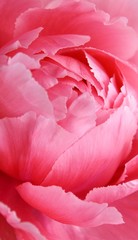 Close up of a beautiful pink peony blossom © lehmannw
