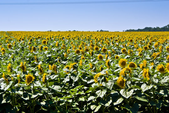 Sunflower field. Sky, sunny.