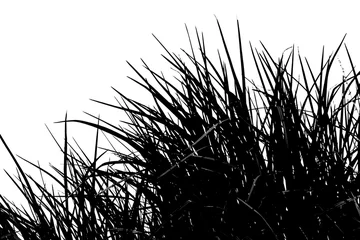 Foto op Plexiglas  herbes noires, fond blanc © Unclesam