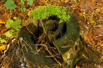Moss and needles on a stump.