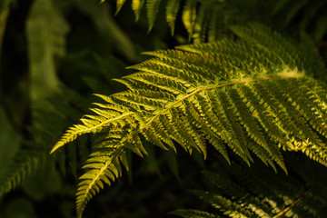 green fern leaf in sun