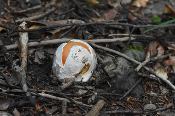 Caesar's mushroom (Amanita caesarea) grows in moss in the forest. Most delicious mushroom in the world