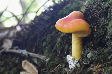 Caesar's mushroom (Amanita caesarea) grows in moss in the forest. Most delicious mushroom in the world
