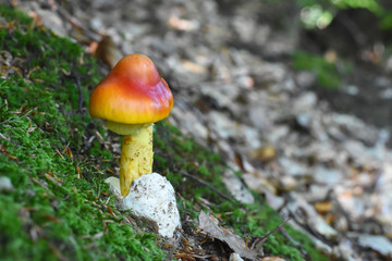 Caesar's mushroom (Amanita caesarea) grows in moss in the forest. Most delicious mushroom in the world
