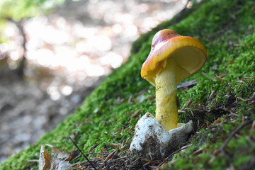 Caesar's mushroom (Amanita caesarea) grows in moss in the forest. Most delicious mushroom in the world