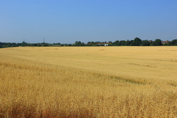 A landscape view of an Oat field