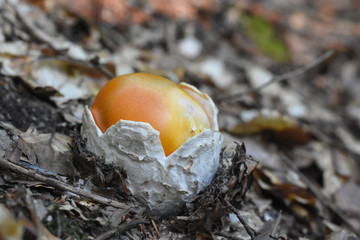 Caesar's mushroom (Amanita caesarea) grows in moss in the forest. Most delicious mushroom in the world © Ivan