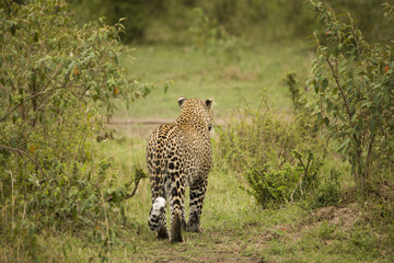 A cheetah walking and resting on a tree branch in Africa