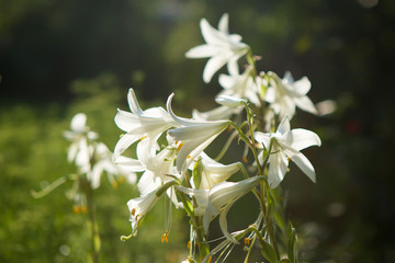 Flower white Lily close-up.