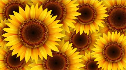 Fototapety  Słoneczniki tło, letnie kwiaty ilustracji wektorowych.
