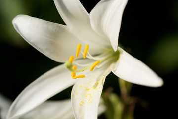 Flower white Lily close-up.