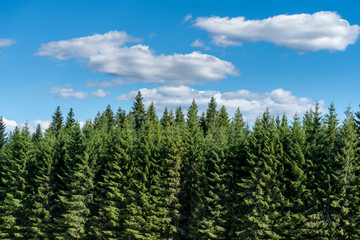 Obraz premium Zielony las iglasty na tle błękitnego nieba