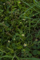 Beautiful of yellow flower head in public park at Chiang Mai,Thailand.