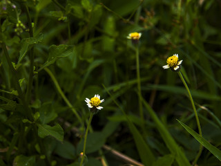 Beautiful of yellow flower head in public park at Chiang Mai,Thailand.