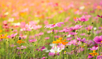 Obraz premium Vintage style cosmos flower and background.