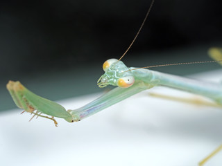 Head of Praying Mantis Isolated on Background