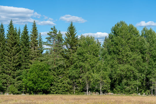 Gr&uuml;ner Mischwald vor blauem Himmel