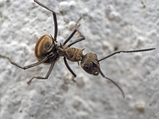 Macro Photo of Hairy Ant with Spike on The Ground