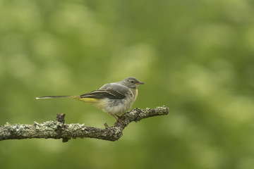 Grey wagtail_000008956