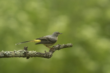 Grey wagtail_000008956