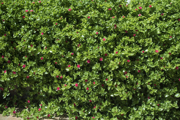 Arbusto frondoso de pequeñas hojas y pequeñas flores rosas