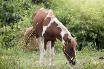 Naklejka na ściany i meble Beautiful of White-breasted pet horses feeding on grass.