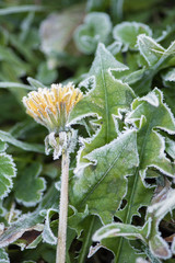 frozen autumn leaves