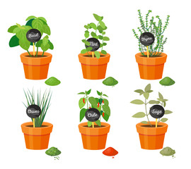 Basil and Thyme Collection Vector Illustration