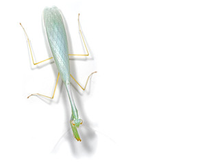 Praying Mantis Isolated on White Background with Space