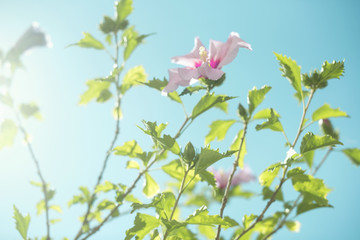 Imagen minimalista de flores de hibisco a contraluz con delicados tonos rosas bajo un cielo azul con destellos en contraluz en primavera o verano