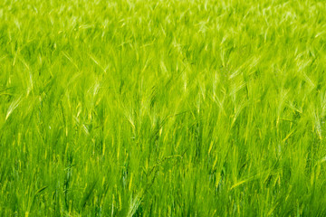 Inside a green field of rye