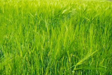 Green field of rye growing in summer