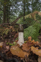 Common Stinkhorn, Phallus impudicus, growing in leaf-litter, early autumn in a Berkshire woodland.