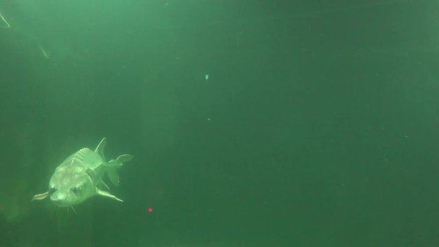 Fish swimming in green water