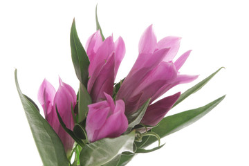 赤紫色のリンドウ