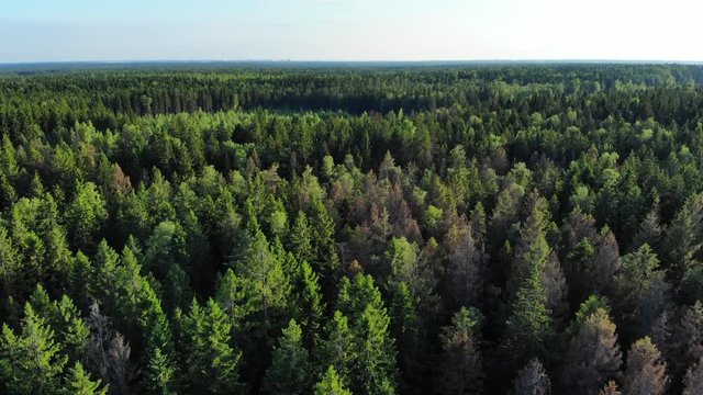 Aerial flight over green pine wood in sunlight