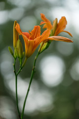 Lily flowers on a blurred green background with a bokeh.