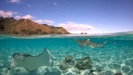 Over under sea surface sharks,tropical fish and bird ,Pacific ocean, French Polynesia