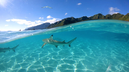 Over under sea surface sharks,tropical fish and bird ,Pacific ocean, French Polynesia
