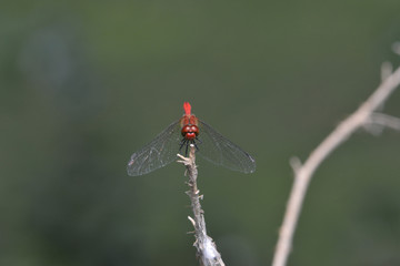 Ruddy Darter or Sympetrum sanguineum. Front view