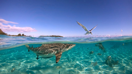 Over under sea surface sharks ,Pacific ocean, French Polynesia - obrazy, fototapety, plakaty