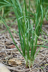 Organic spring onion
