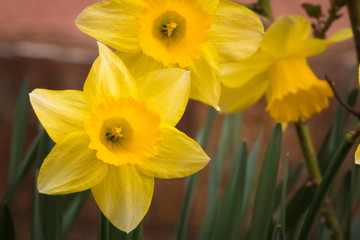 Springtime yellow Narcissus flowers blooming in the garden.