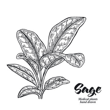 Salvia officinalis plant also called sage garden isolated on white background. Hand drawn vector illustration engraved.