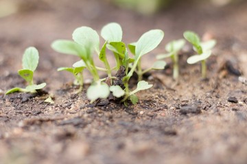Spring Sapling Macro 
