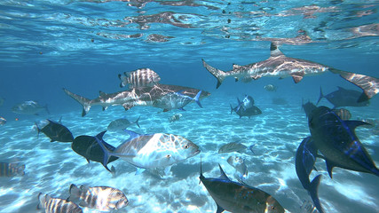 snorkeling in a lagoon with sharks, French Polynesia