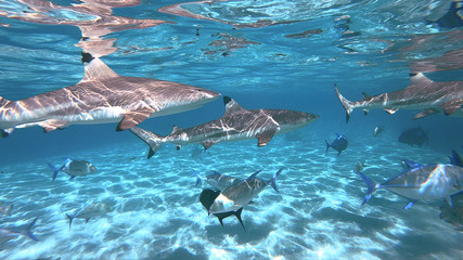 Obraz premium snorkeling in a lagoon with sharks, French Polynesia