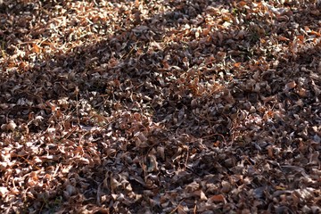 Autum leaves Sun texture 