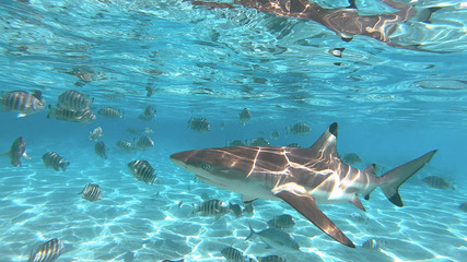 Obraz premium snorkeling in a lagoon with sharks, French Polynesia